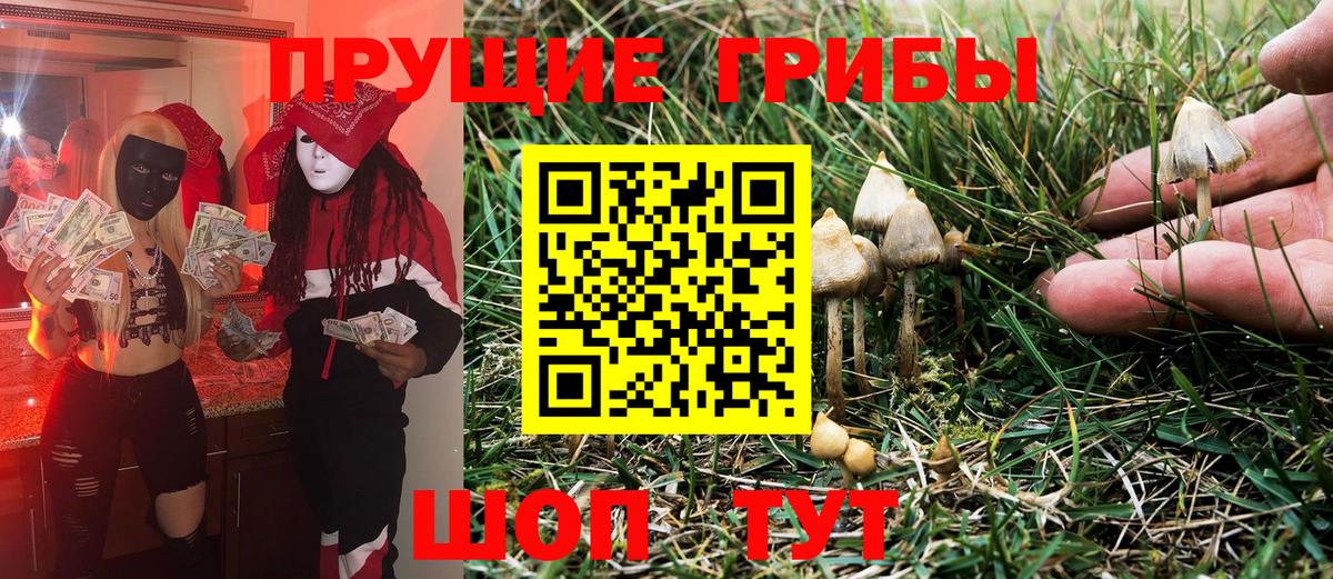 Псилоцибиновые грибы Cubensis Всеволожск